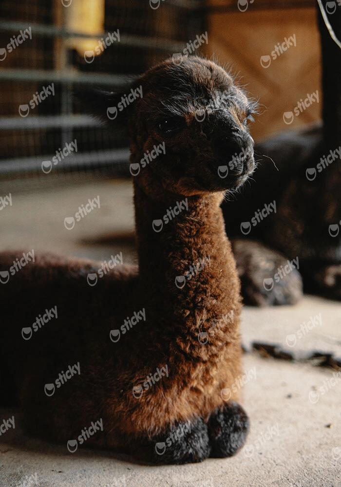 Πίνακας σε Καμβά RUSTIC FARMHOUSE ALPACA