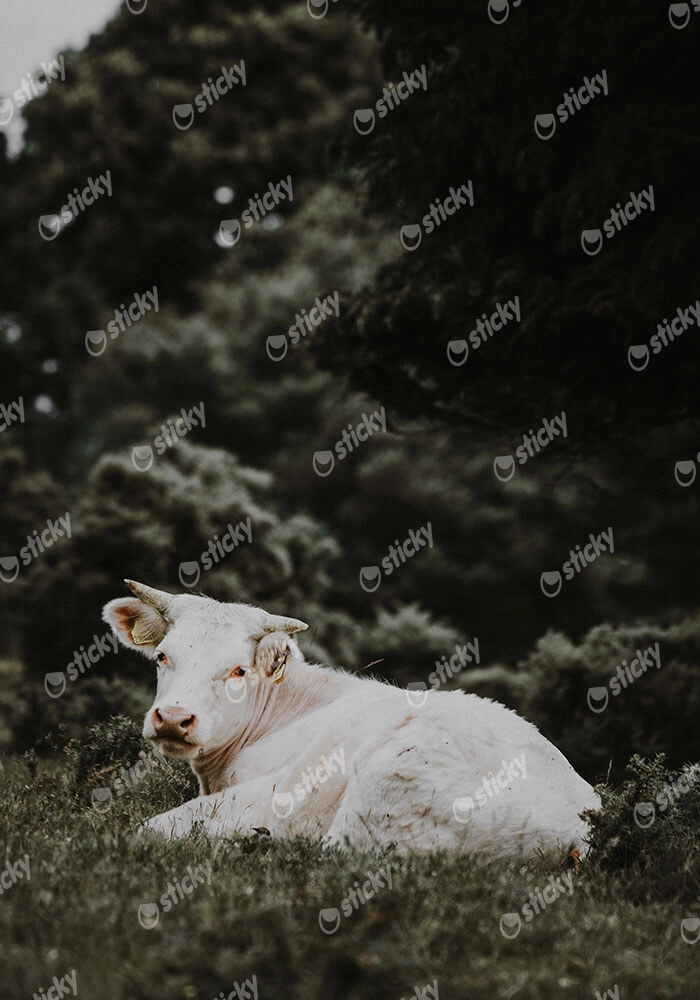 Πίνακας σε Καμβά RUSTIC FARMHOUSE CALF 2