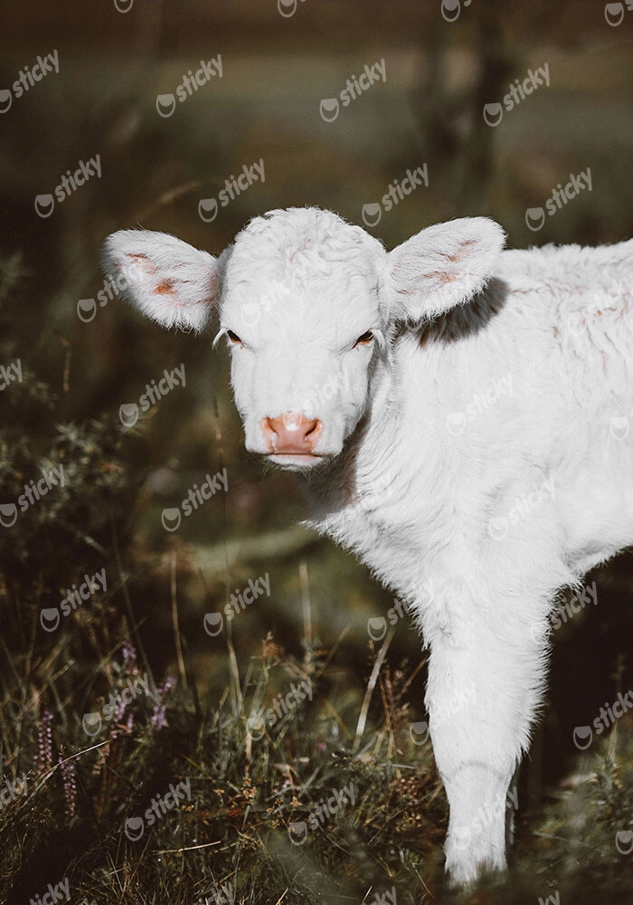 Πίνακας σε Καμβά RUSTIC FARMHOUSE CALF 3