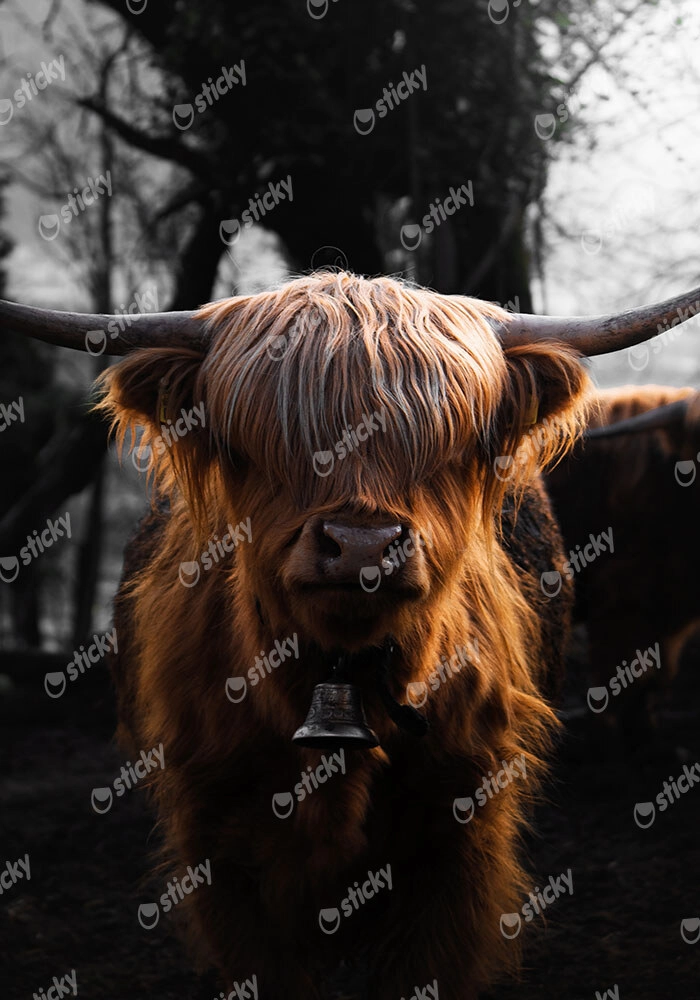 Πίνακας σε Καμβά RUSTIC FARMHOUSE COW 3