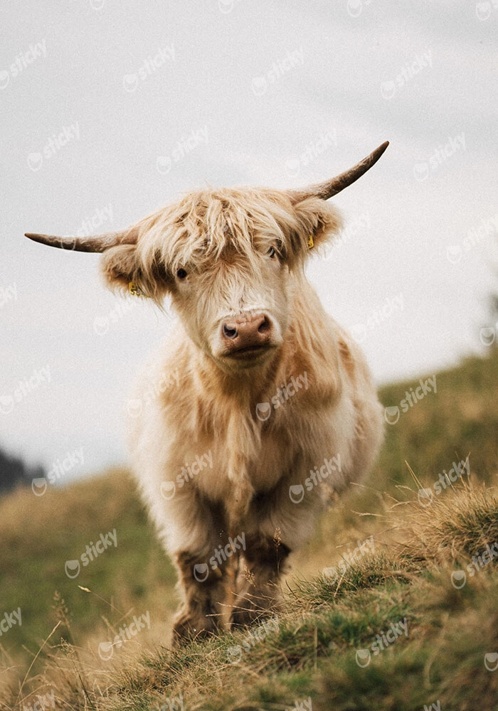 Πίνακας σε Καμβά RUSTIC FARMHOUSE COW 6