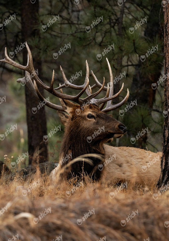 Πίνακας σε Καμβά RUSTIC FARMHOUSE DEER 2