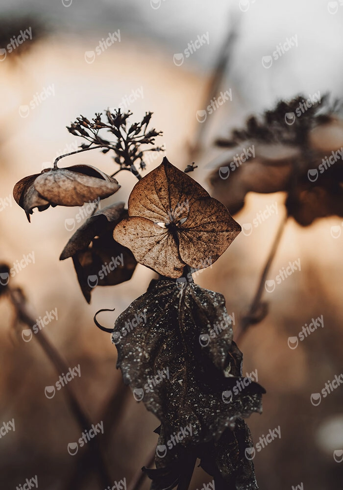 Πίνακας σε Καμβά RUSTIC FARMHOUSE DRIED LEAVES 5