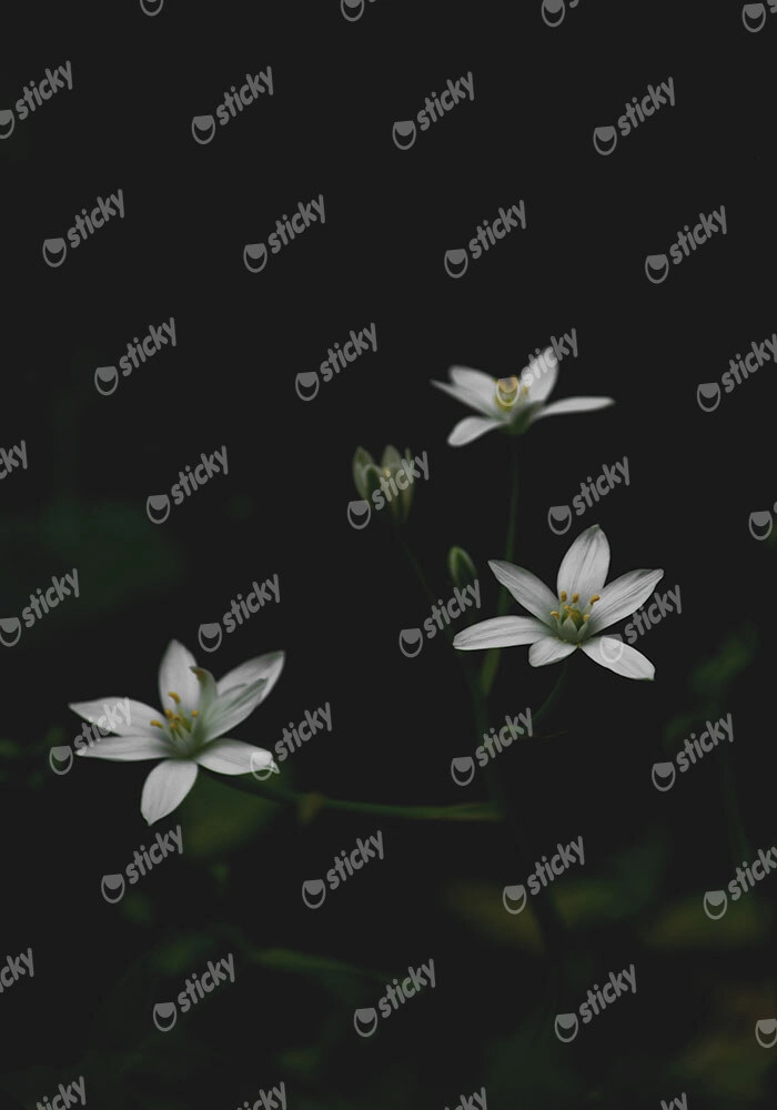 Πίνακας σε Καμβά RUSTIC FARMHOUSE FLOWERS 3