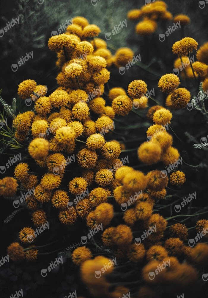 Πίνακας σε Καμβά RUSTIC FARMHOUSE FLOWERS 5
