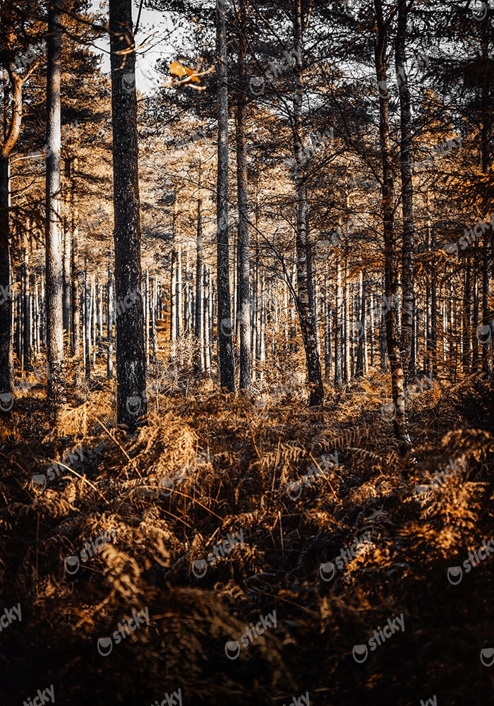 Πίνακας σε Καμβά RUSTIC FARMHOUSE FOREST TREES