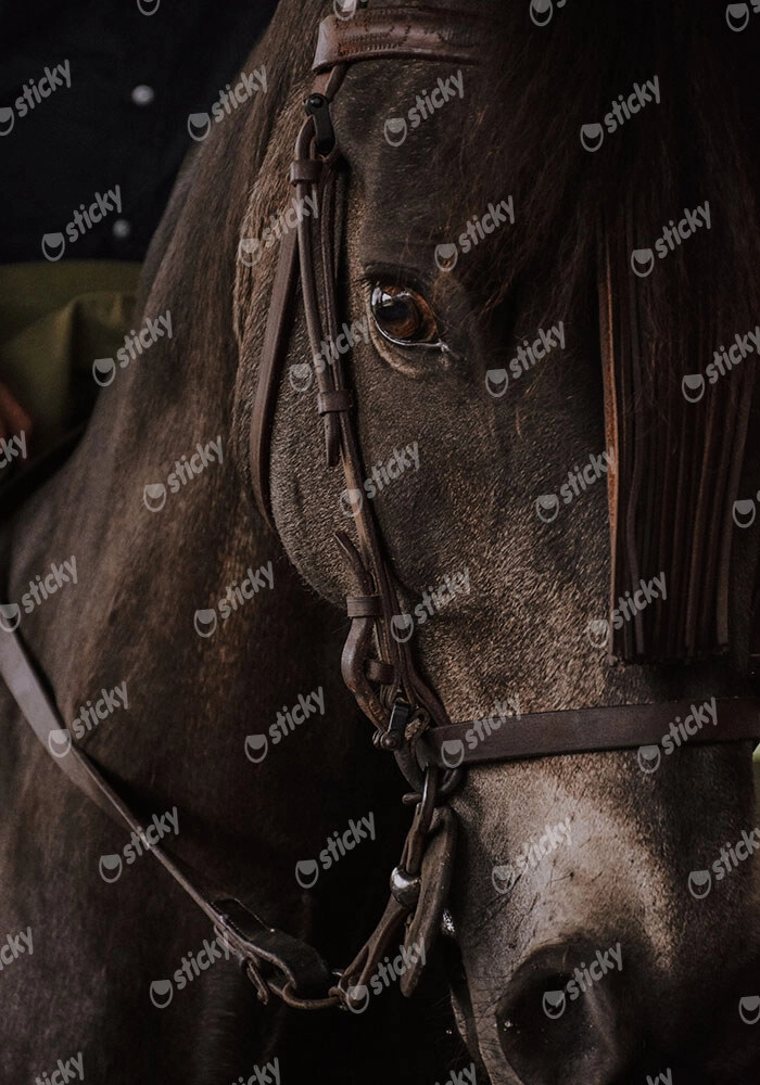 Πίνακας σε Καμβά RUSTIC FARMHOUSE HORSE 7