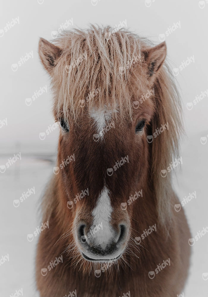 Πίνακας σε Καμβά RUSTIC FARMHOUSE HORSE 8