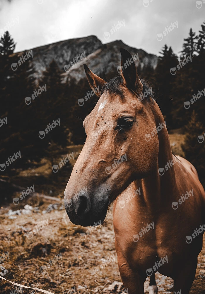 Πίνακας σε Καμβά RUSTIC FARMHOUSE HORSE 9