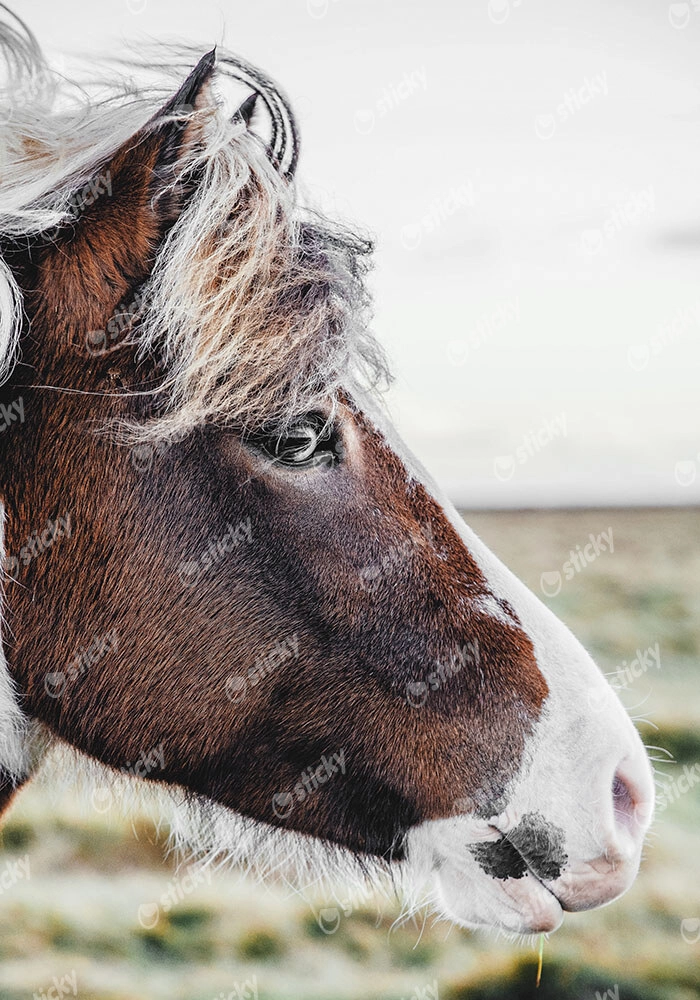 Πίνακας σε Καμβά RUSTIC FARMHOUSE HORSE 10