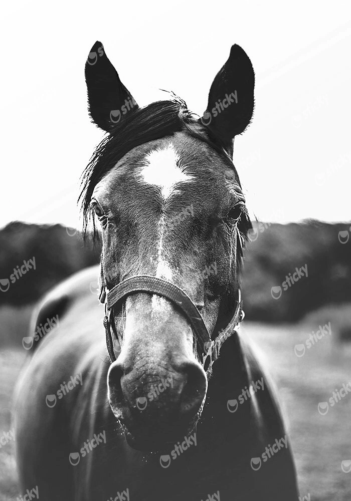 Πίνακας σε Καμβά RUSTIC FARMHOUSE HORSE 11