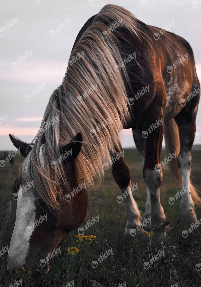 Πίνακας σε Καμβά RUSTIC FARMHOUSE HORSE 12