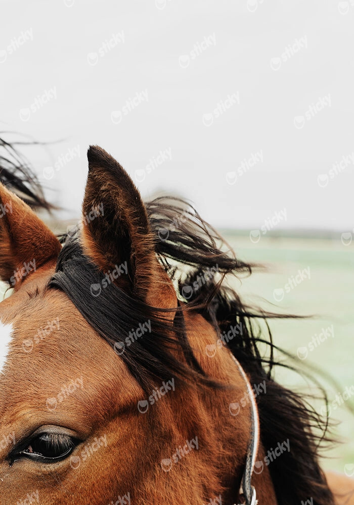Πίνακας σε Καμβά RUSTIC FARMHOUSE HORSE 13