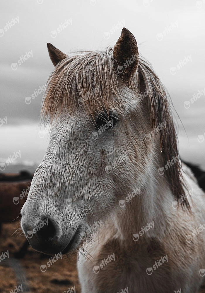 Πίνακας σε Καμβά RUSTIC FARMHOUSE HORSE 14