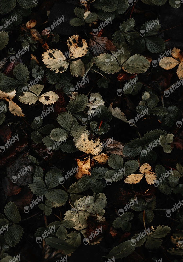 Πίνακας σε Καμβά RUSTIC FARMHOUSE LEAVES 2