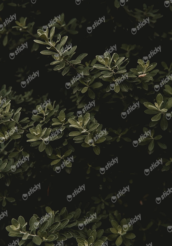 Πίνακας σε Καμβά RUSTIC FARMHOUSE LEAVES