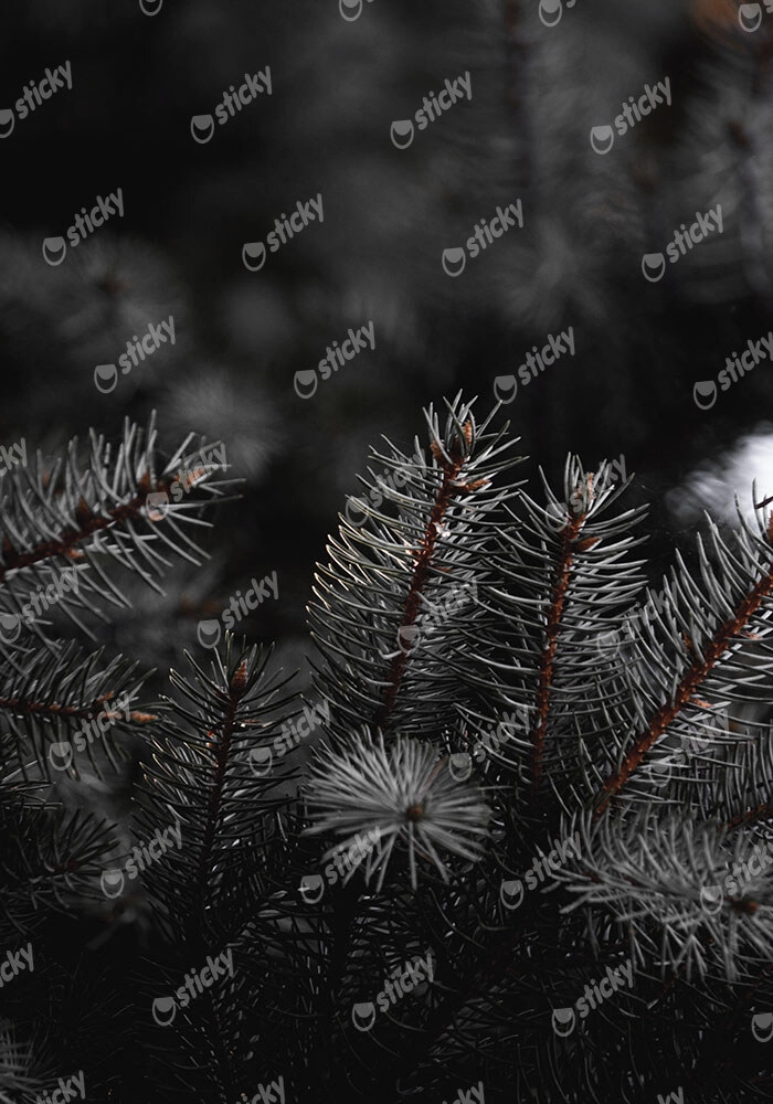 Πίνακας σε Καμβά RUSTIC FARMHOUSE PINE LEAVES 2