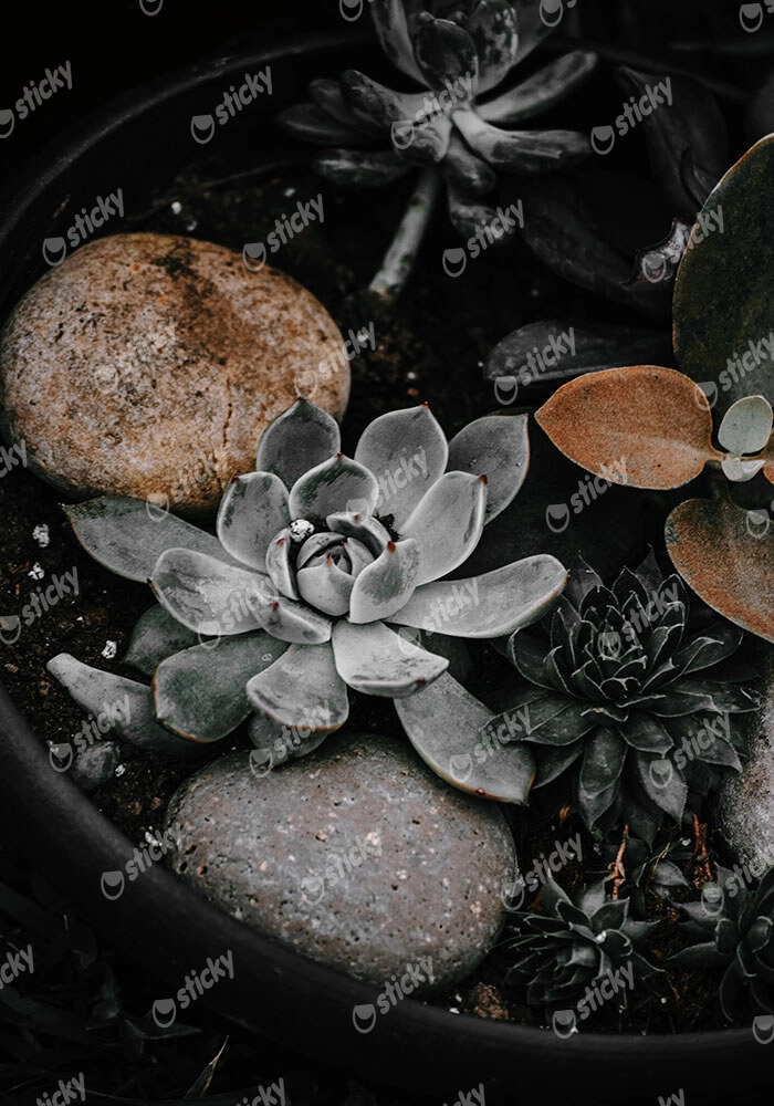 Πίνακας σε Καμβά RUSTIC FARMHOUSE PLANTS