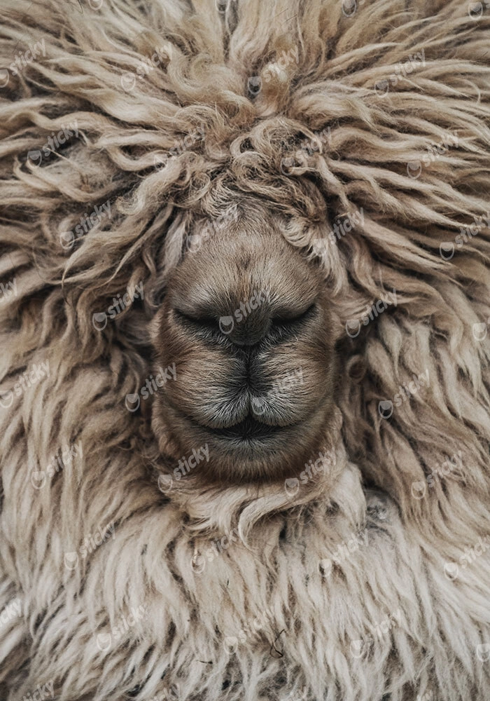 Πίνακας σε Καμβά RUSTIC FARMHOUSE SHEEP