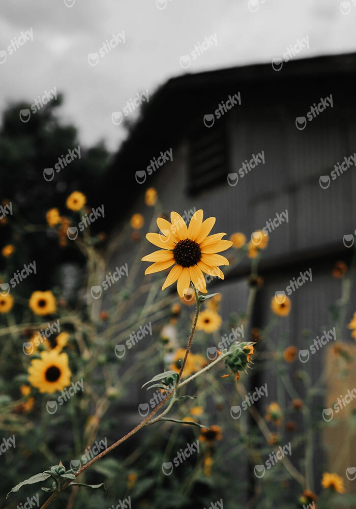 Πίνακας σε Καμβά RUSTIC FARMHOUSE SUNFLOWERS 2