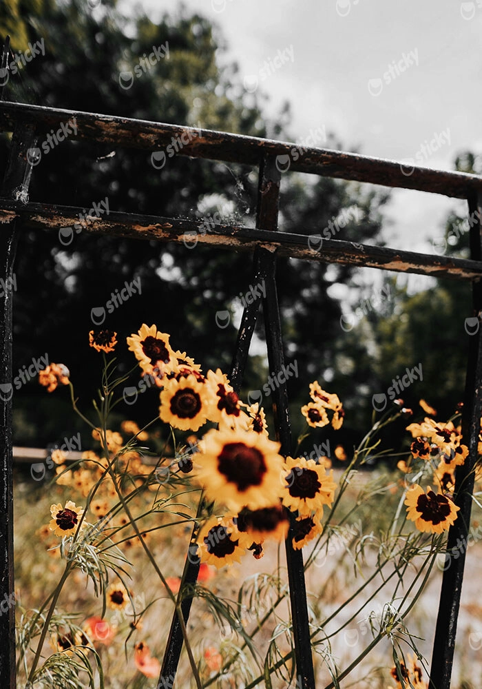 Πίνακας σε Καμβά RUSTIC FARMHOUSE SUNFLOWERS 3