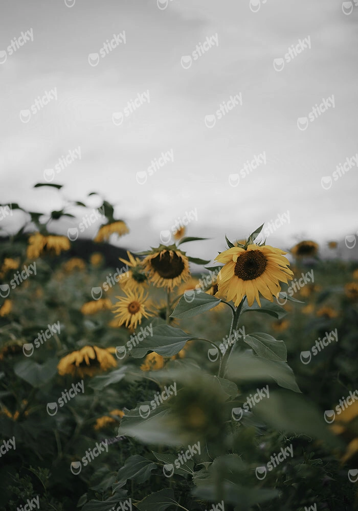 Πίνακας σε Καμβά RUSTIC FARMHOUSE SUNFLOWERS 4