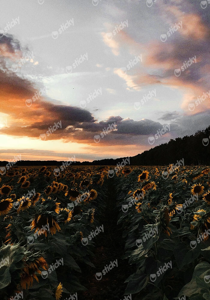 Πίνακας σε Καμβά RUSTIC FARMHOUSE SUNFLOWERS