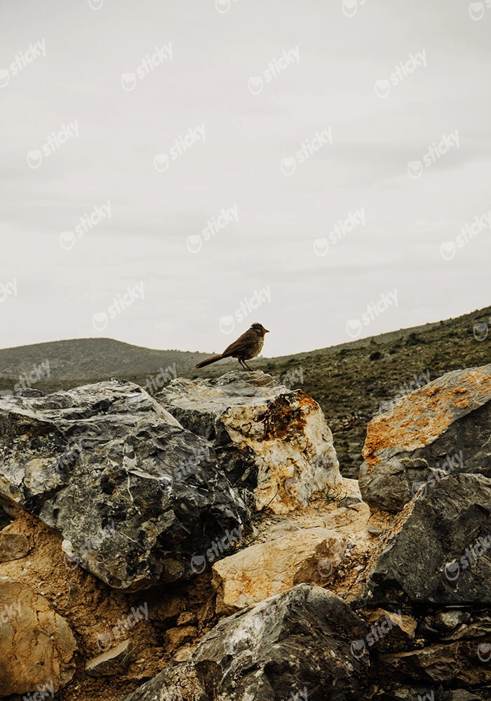 Πίνακας σε Καμβά RUSTIC FARMHOUSE BIRD