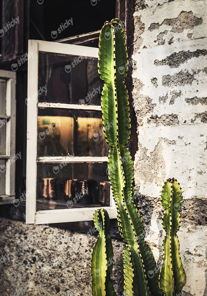 Πίνακας σε Καμβά RUSTIC FARMHOUSE CACTUS 3