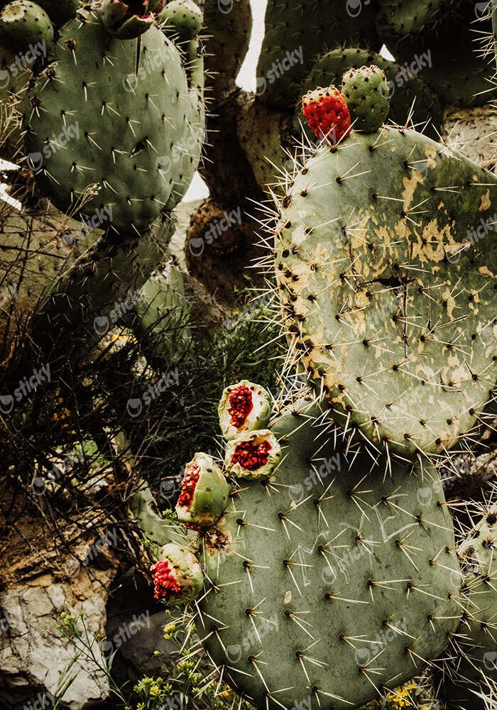 Πίνακας σε Καμβά RUSTIC FARMHOUSE CACTUS