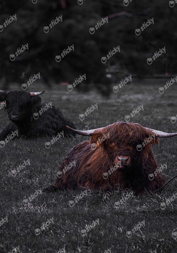 Πίνακας σε Καμβά RUSTIC FARMHOUSE COW 8