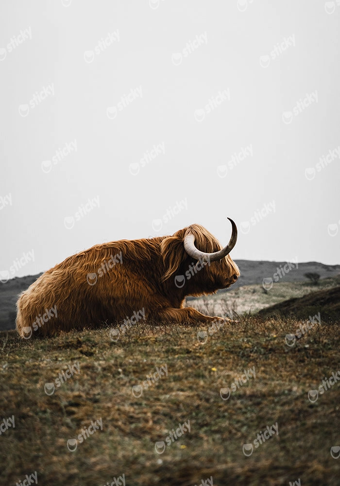 Πίνακας σε Καμβά RUSTIC FARMHOUSE COW 9