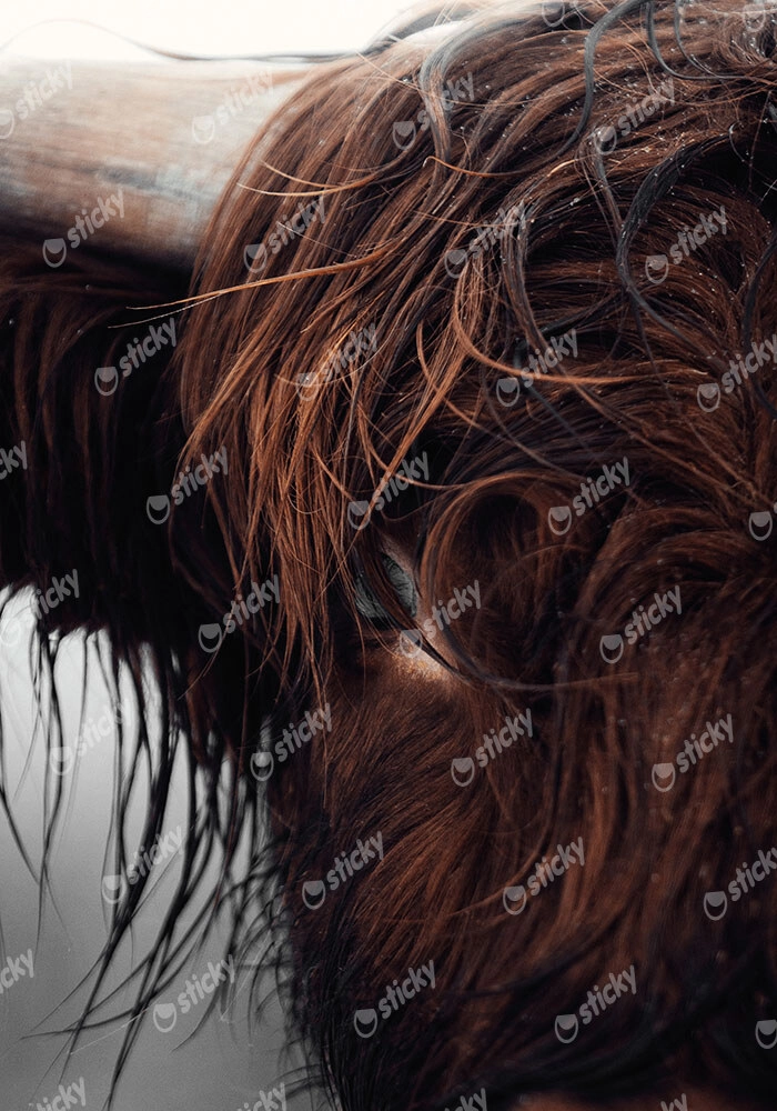 Πίνακας σε Καμβά RUSTIC FARMHOUSE COW 10