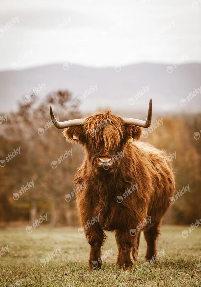 Πίνακας σε Καμβά RUSTIC FARMHOUSE COW 11