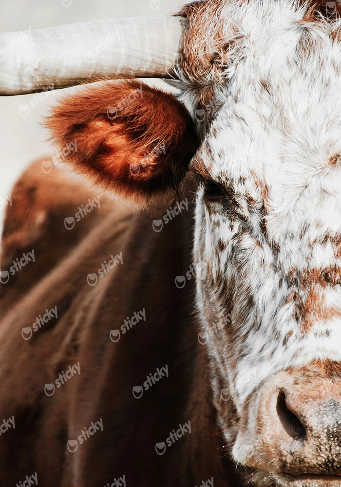 Πίνακας σε Καμβά RUSTIC FARMHOUSE COW 13