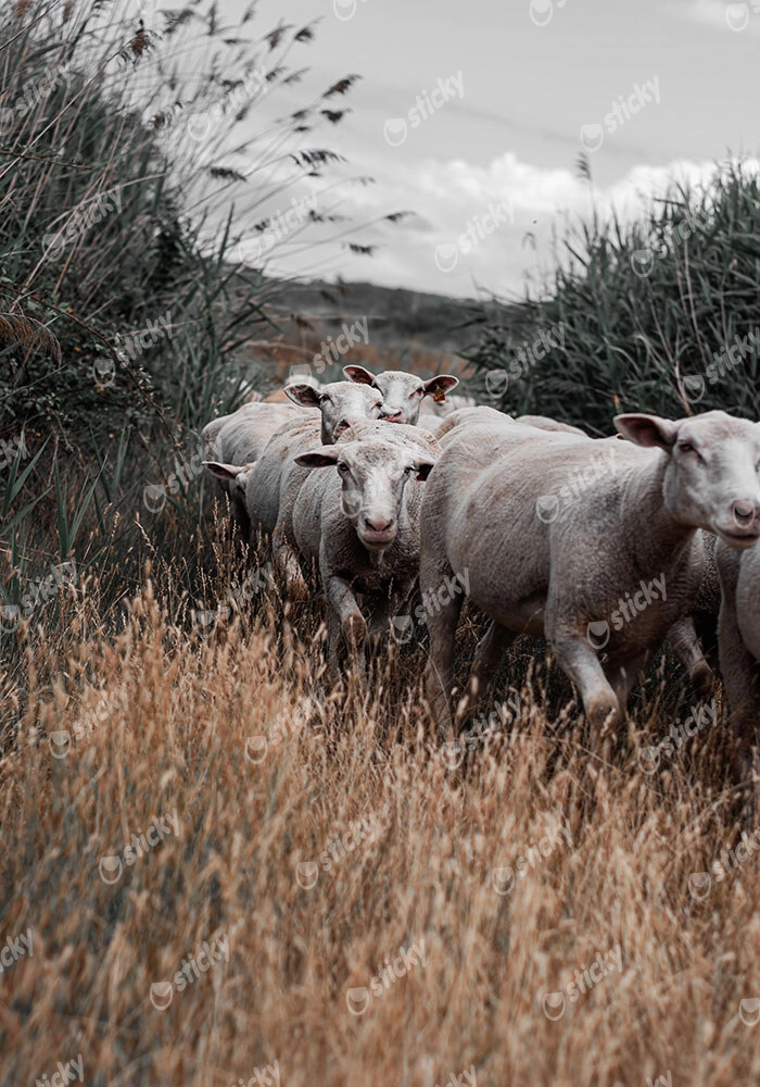 Πίνακας σε Καμβά RUSTIC FARMHOUSE COWS 6