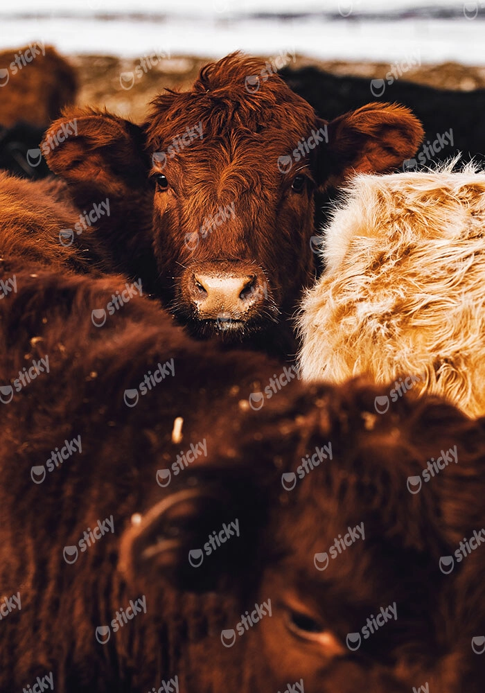 Πίνακας σε Καμβά RUSTIC FARMHOUSE COWS 7