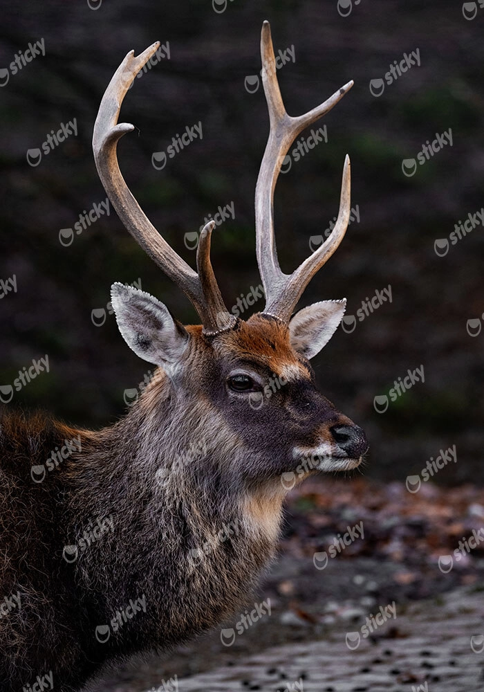 Πίνακας σε Καμβά RUSTIC FARMHOUSE DEER 3