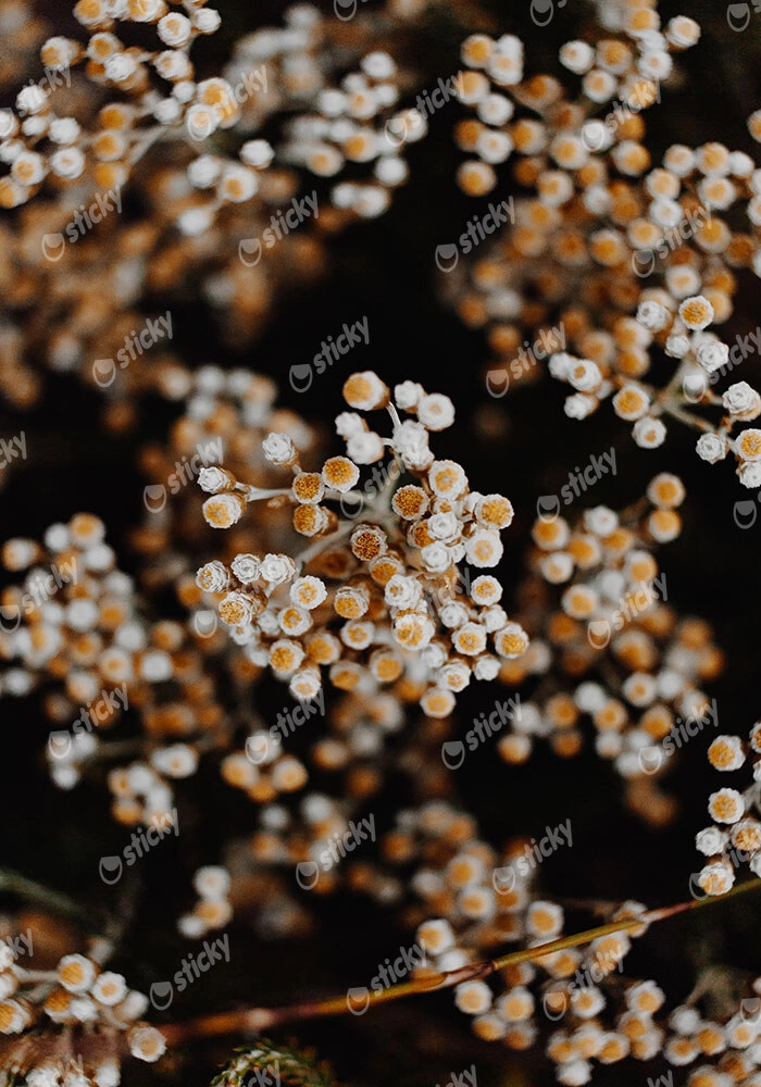 Πίνακας σε Καμβά RUSTIC FARMHOUSE DRIED FLOWERS 2