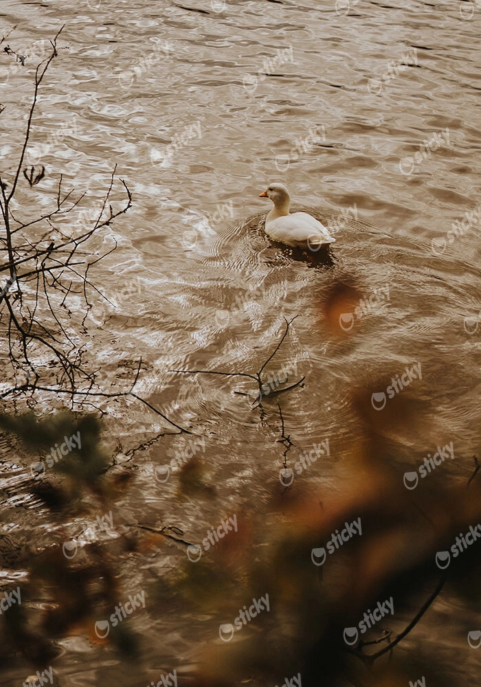Πίνακας σε Καμβά RUSTIC FARMHOUSE DUCK