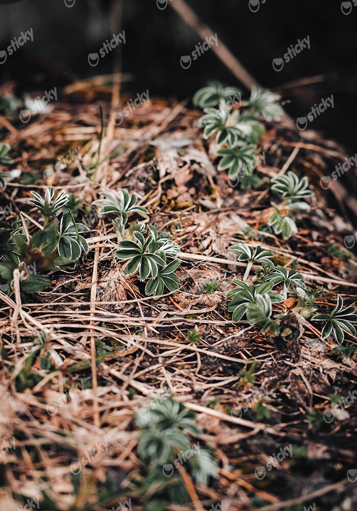 Πίνακας σε Καμβά RUSTIC FARMHOUSE FOREST FLOOR