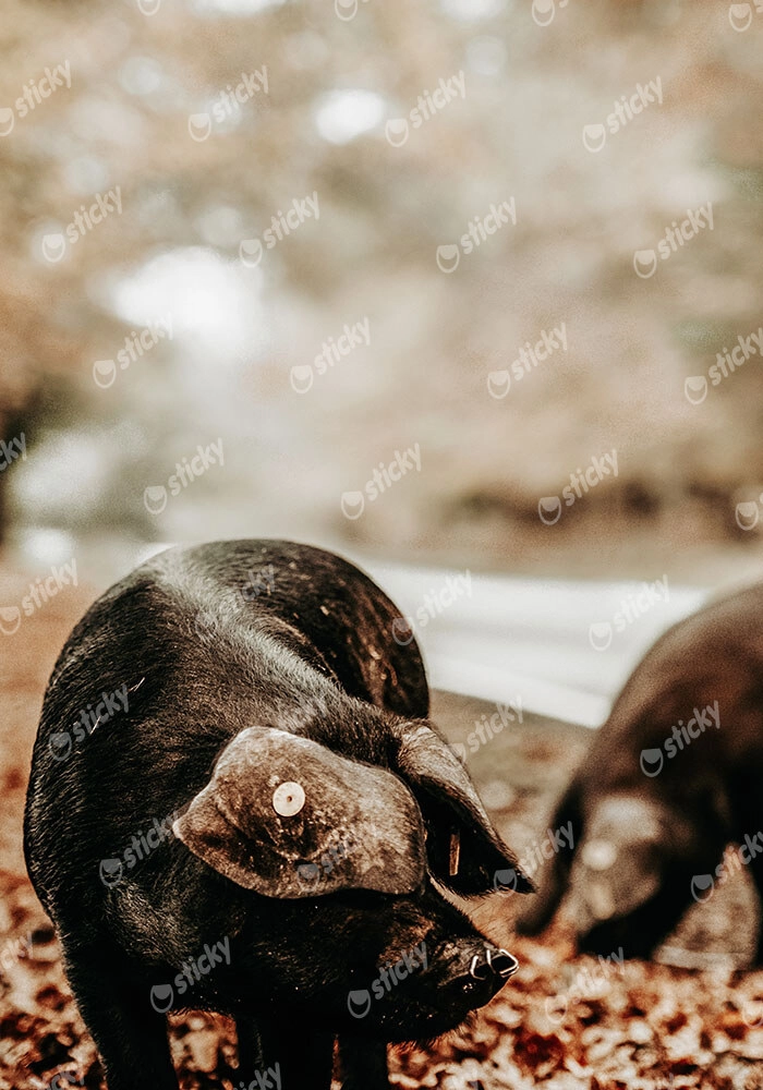 Πίνακας σε Καμβά RUSTIC FARMHOUSE HOG 3