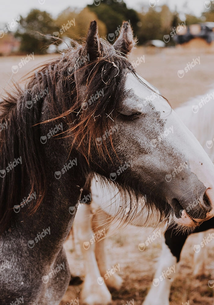 Πίνακας σε Καμβά RUSTIC FARMHOUSE HORSE 16