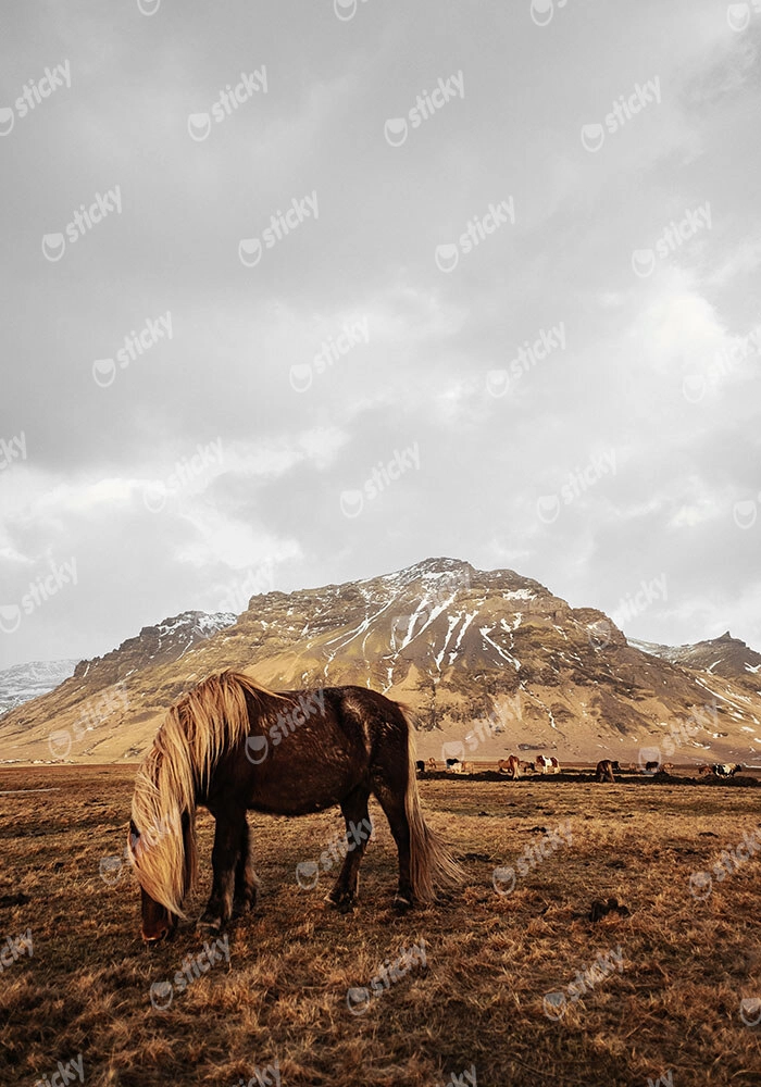 Πίνακας σε Καμβά RUSTIC FARMHOUSE HORSE 18