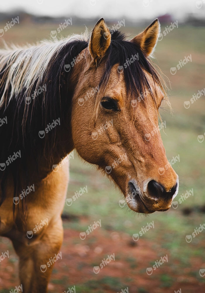 Πίνακας σε Καμβά RUSTIC FARMHOUSE HORSE 19