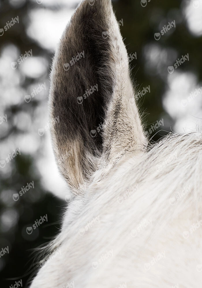 Πίνακας σε Καμβά RUSTIC FARMHOUSE HORSE EAR