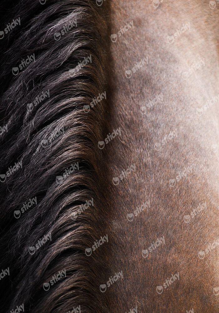 Πίνακας σε Καμβά RUSTIC FARMHOUSE HORSE HAIR