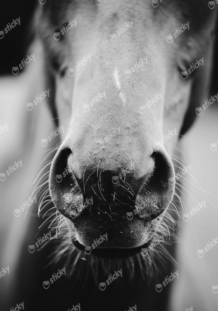 Πίνακας σε Καμβά RUSTIC FARMHOUSE HORSE MOUTH