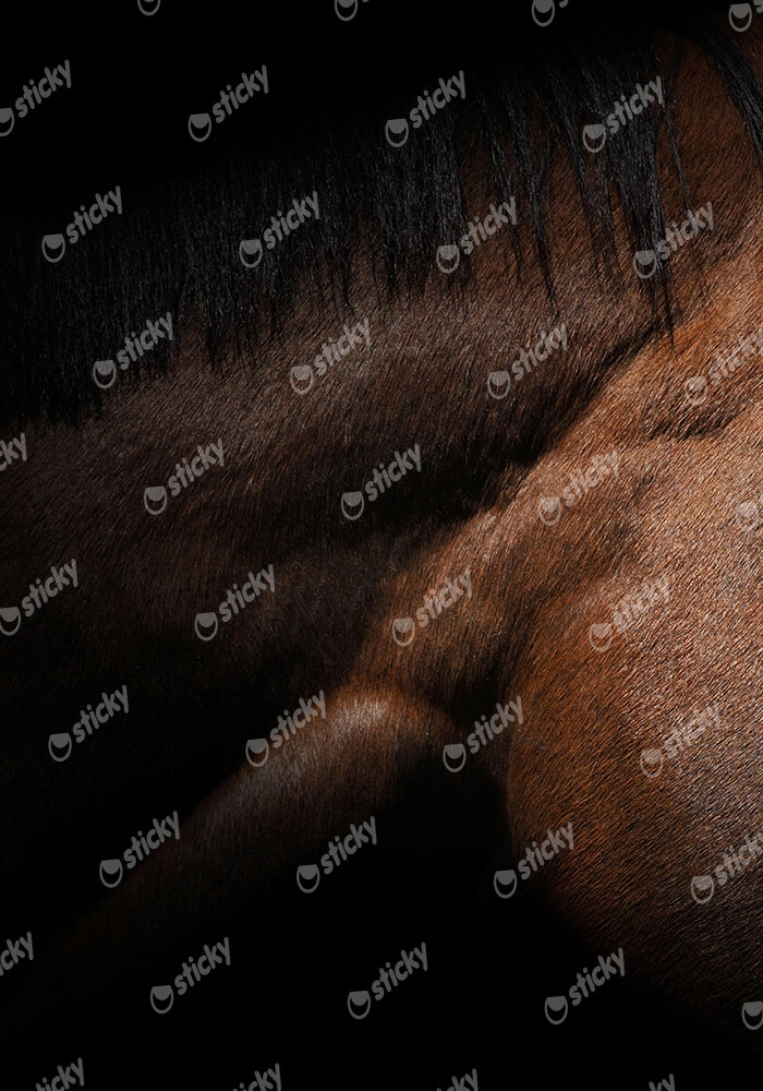Πίνακας σε Καμβά RUSTIC FARMHOUSE HORSE MUSCLE