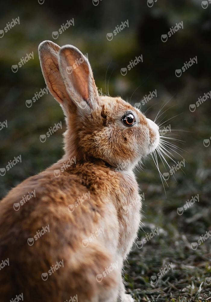 Πίνακας σε Καμβά RUSTIC FARMHOUSE RABBIT 3